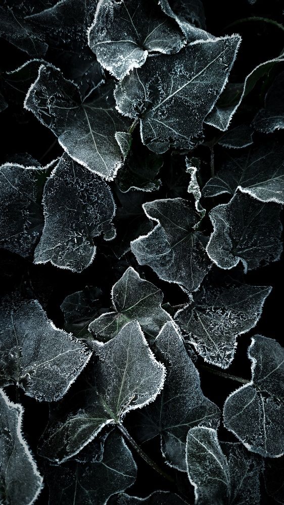 Photograph by Kate Hondochka