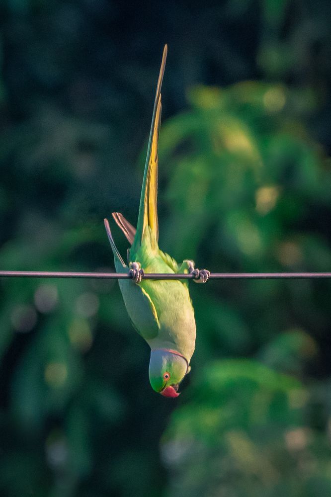 Photograph by Yashwanth Pavanan