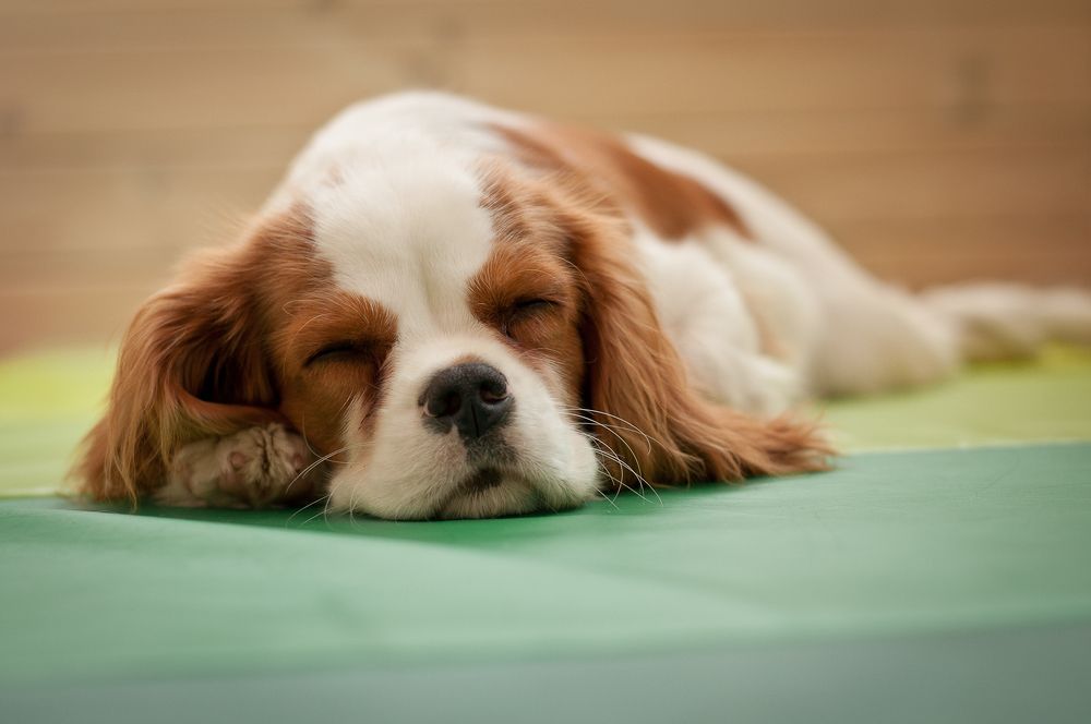 Photograph by Дарья Кончакова