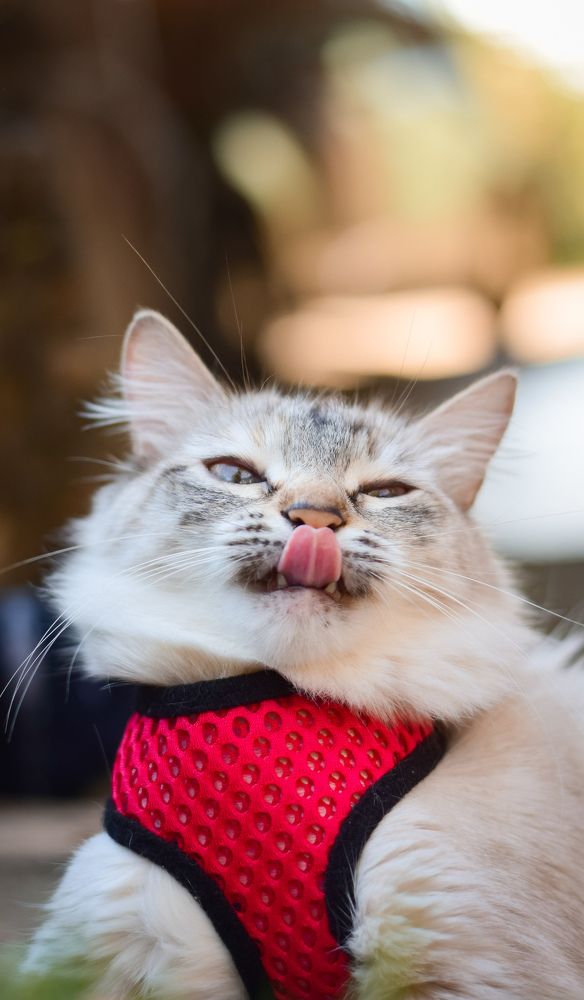 Photograph by Jean Cursino