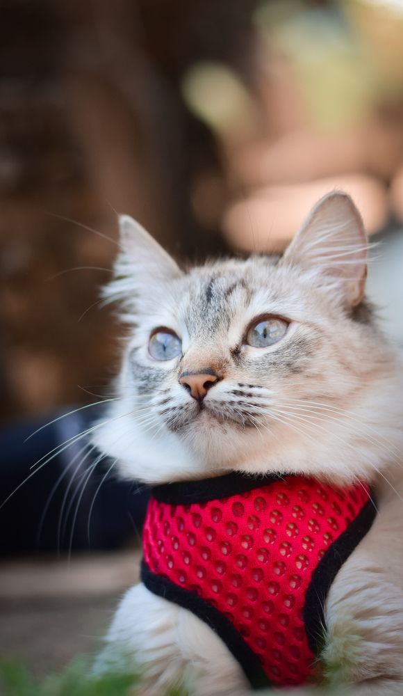 Photograph by Jean Cursino