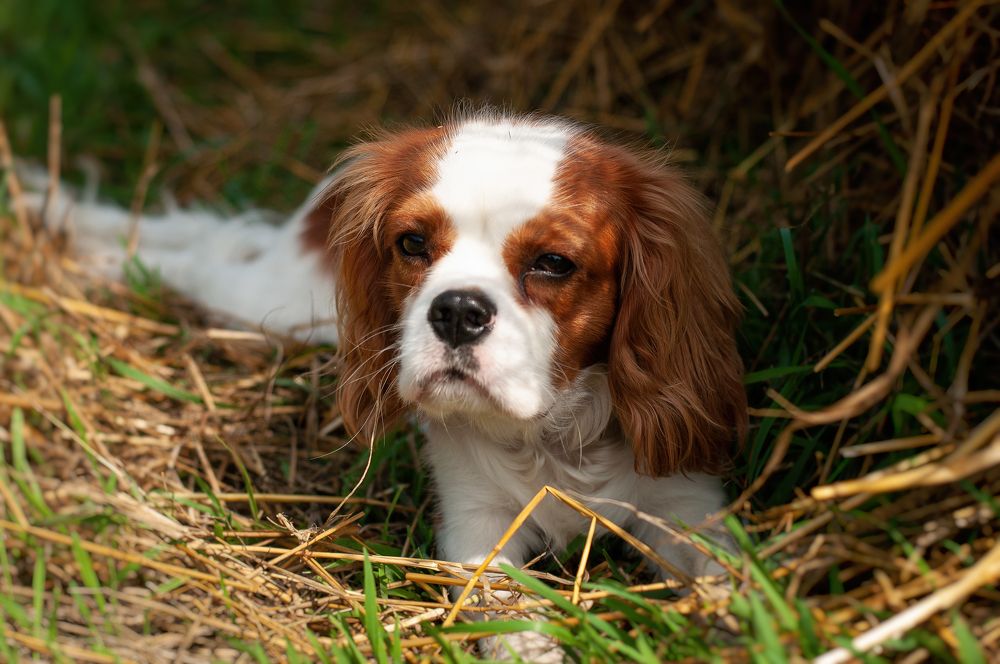 Photograph by Дарья Кончакова