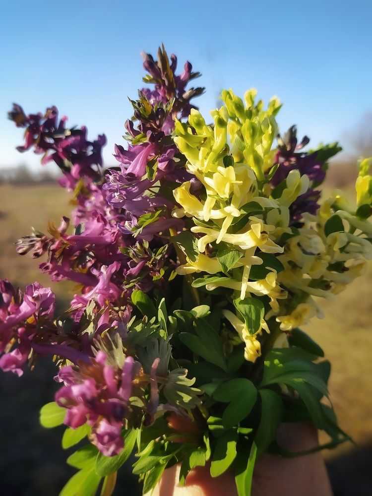 Весенние первоцветы.Хохлатка.