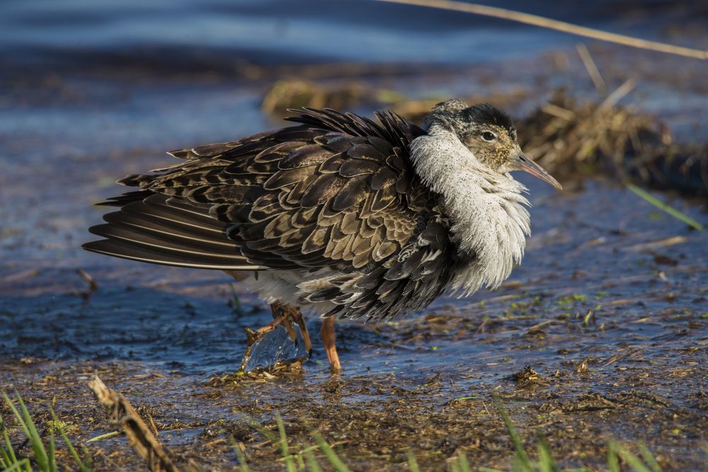 Photograph by Николай Лысцев