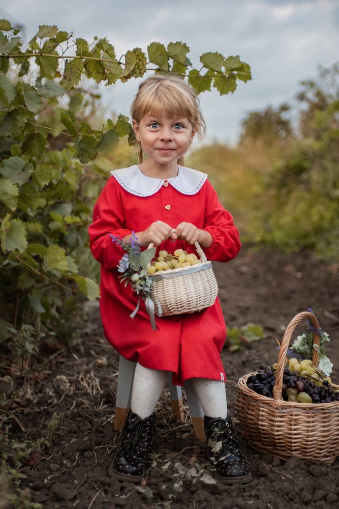 Сбор винограда