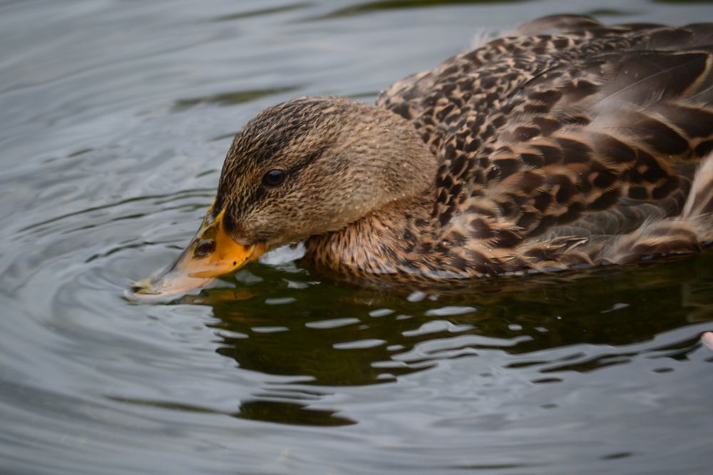 Photograph by Олеся Кузнецова