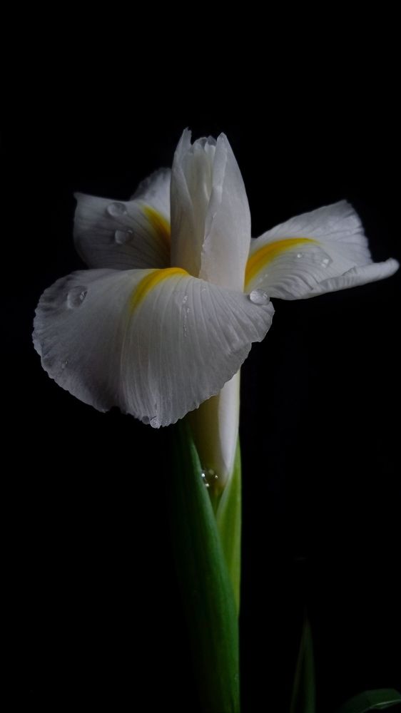 Photograph by Янина Черпухина-Андреева