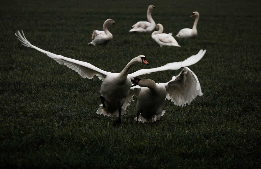 Photograph by Bruno Golemac