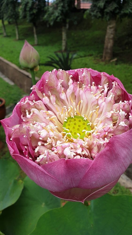 Photograph by Kuncoro PR