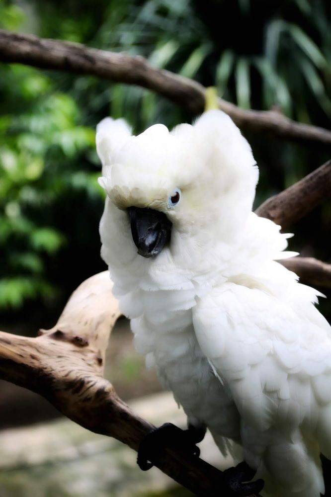 Photograph by Kuncoro PR