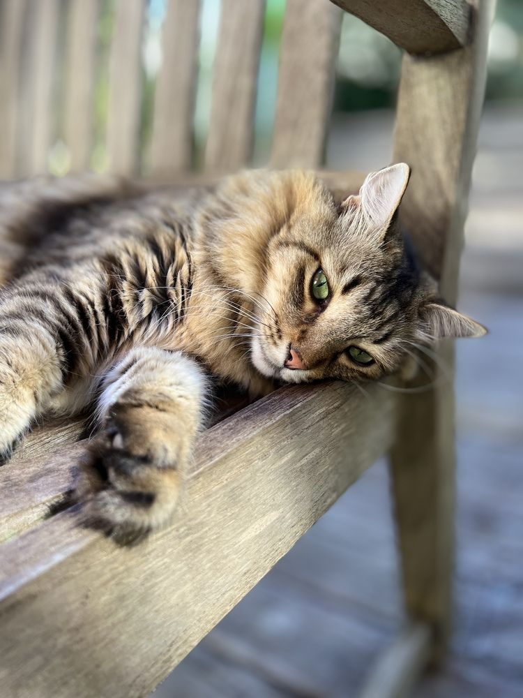 Photograph by Christine ECHEVET-ADAM de VILLIERS