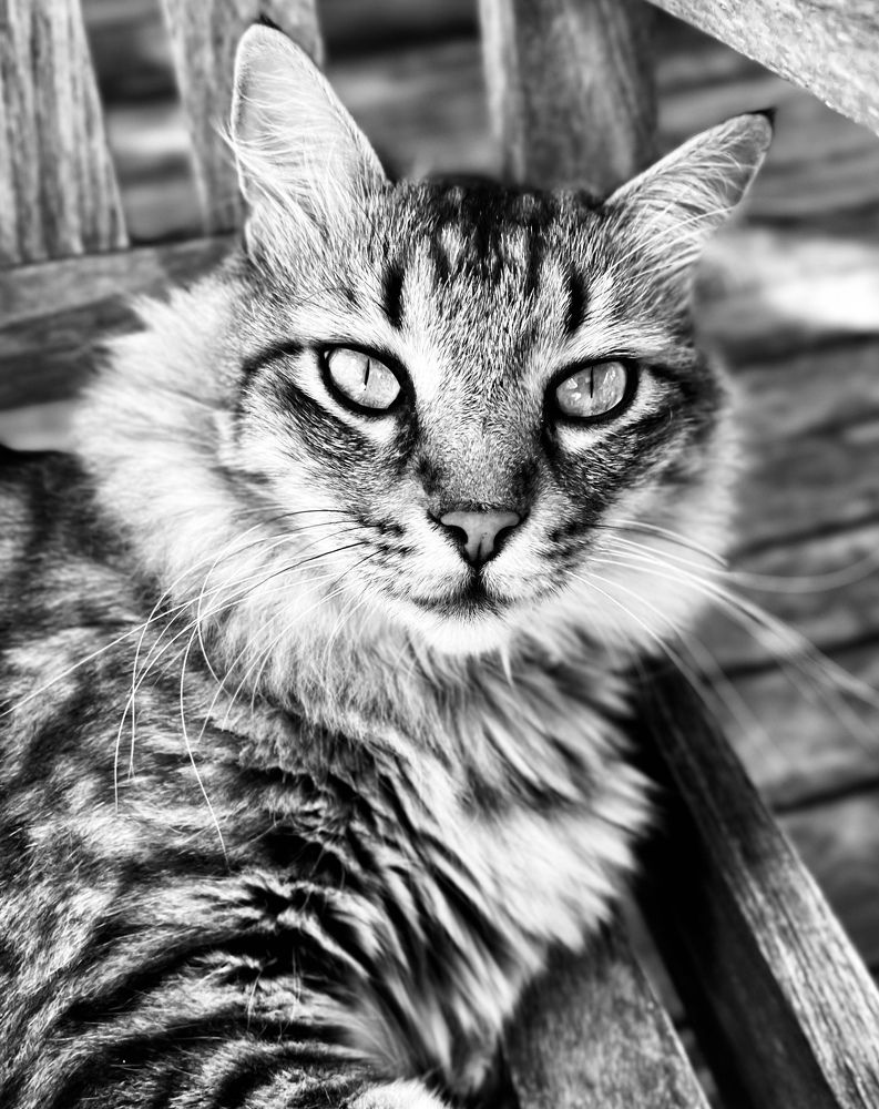 Photograph by Christine ECHEVET-ADAM de VILLIERS