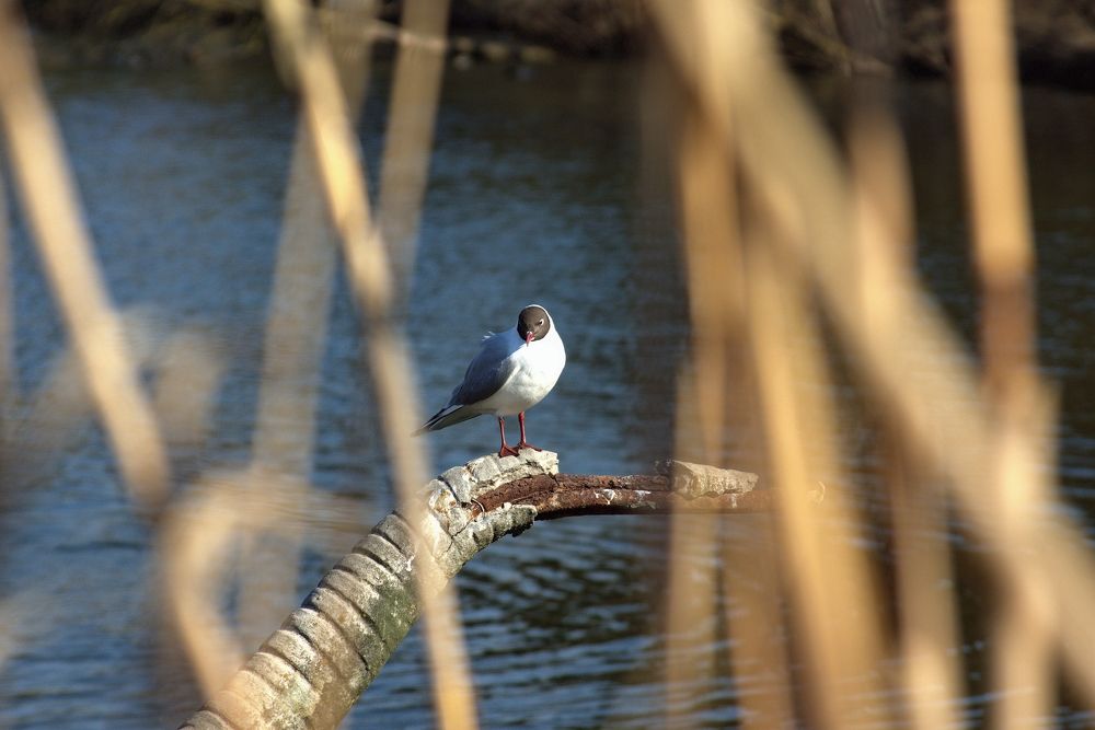 Photograph by АНДРЕЙ Роев