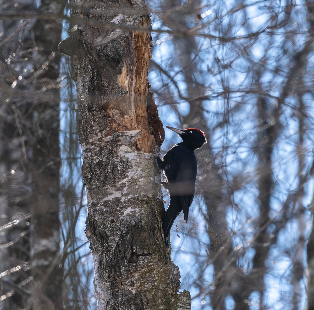 Photograph by Баландин Дмитрий