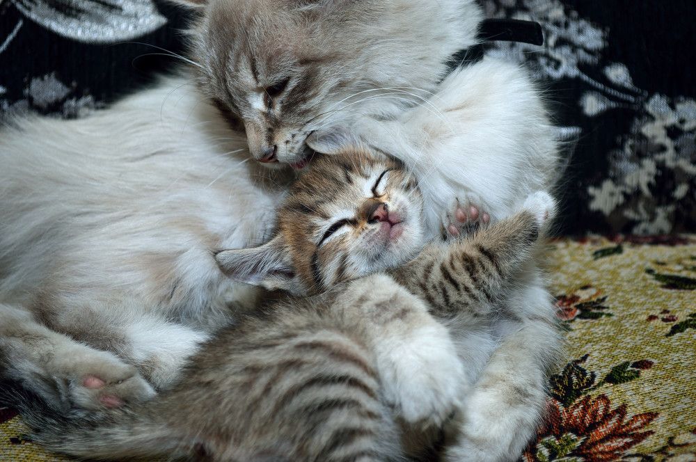 Photograph by Алексей Митрофанов