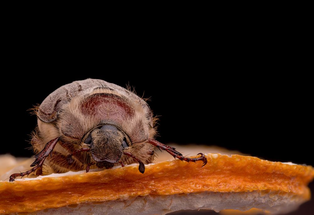 Photograph by Олег Кипкаев