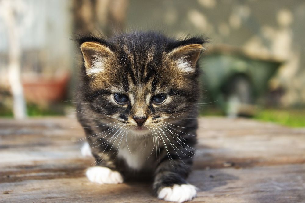 Photograph by  Vladimir