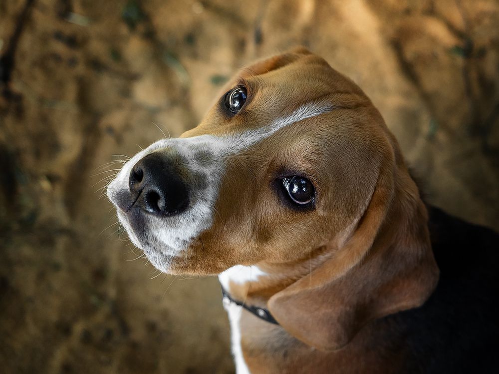 Фотография автора Елена Бурцева