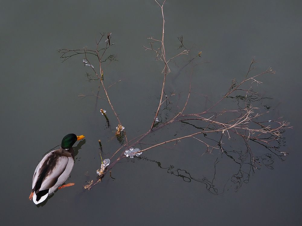 Фотография автора Елена Бурцева