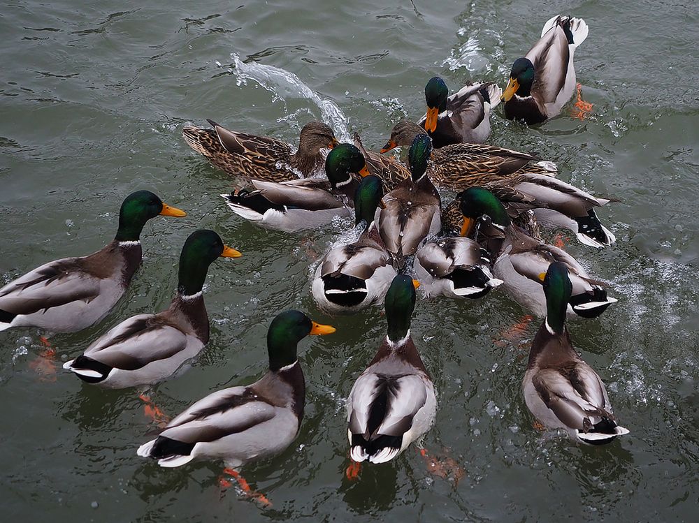 Фотография автора Елена Бурцева