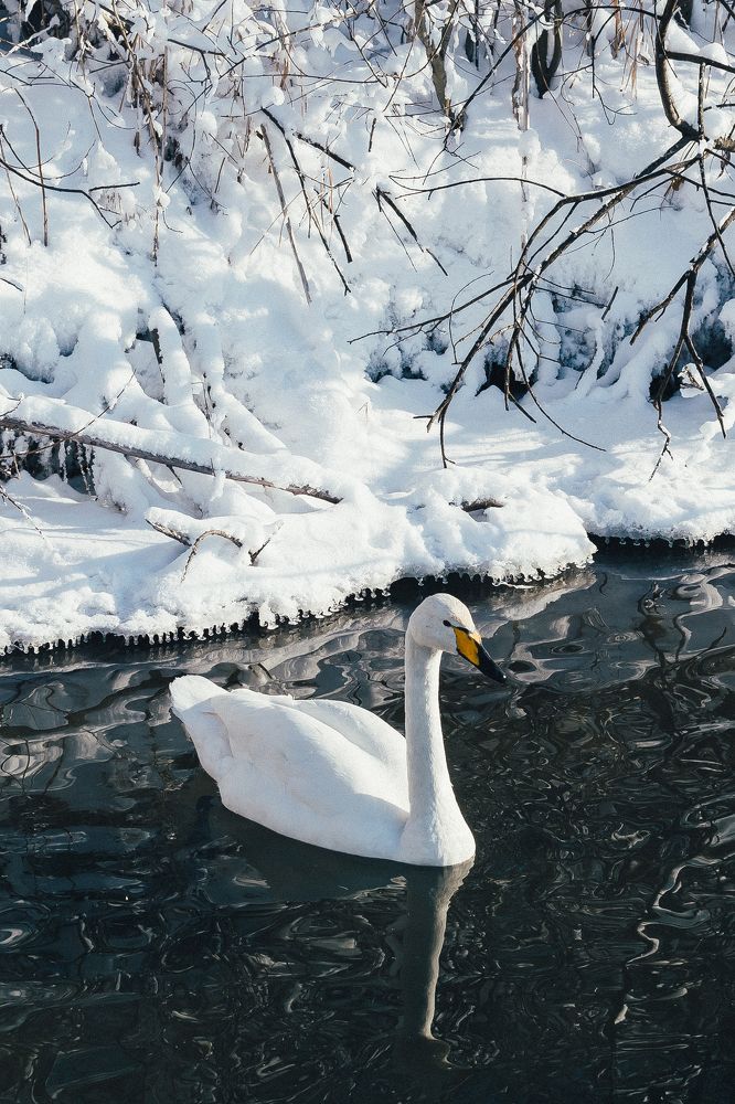 Photograph by Татьяна Суржанская