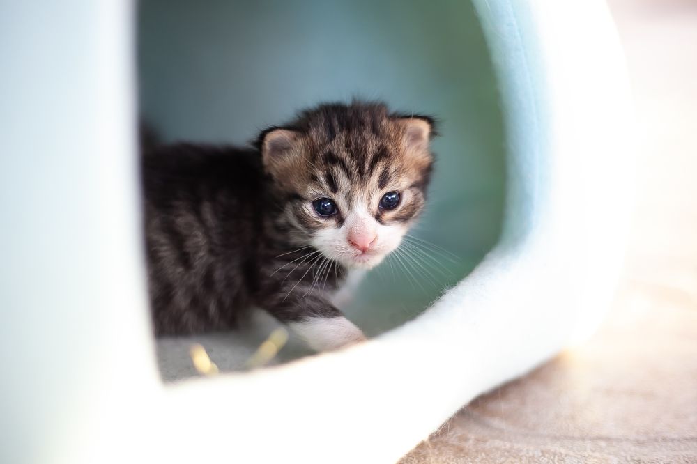 Photograph by Galina Abubekerova