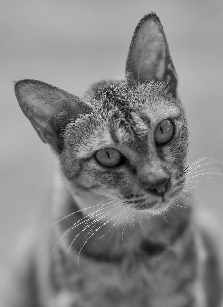 Photograph by dewa putra