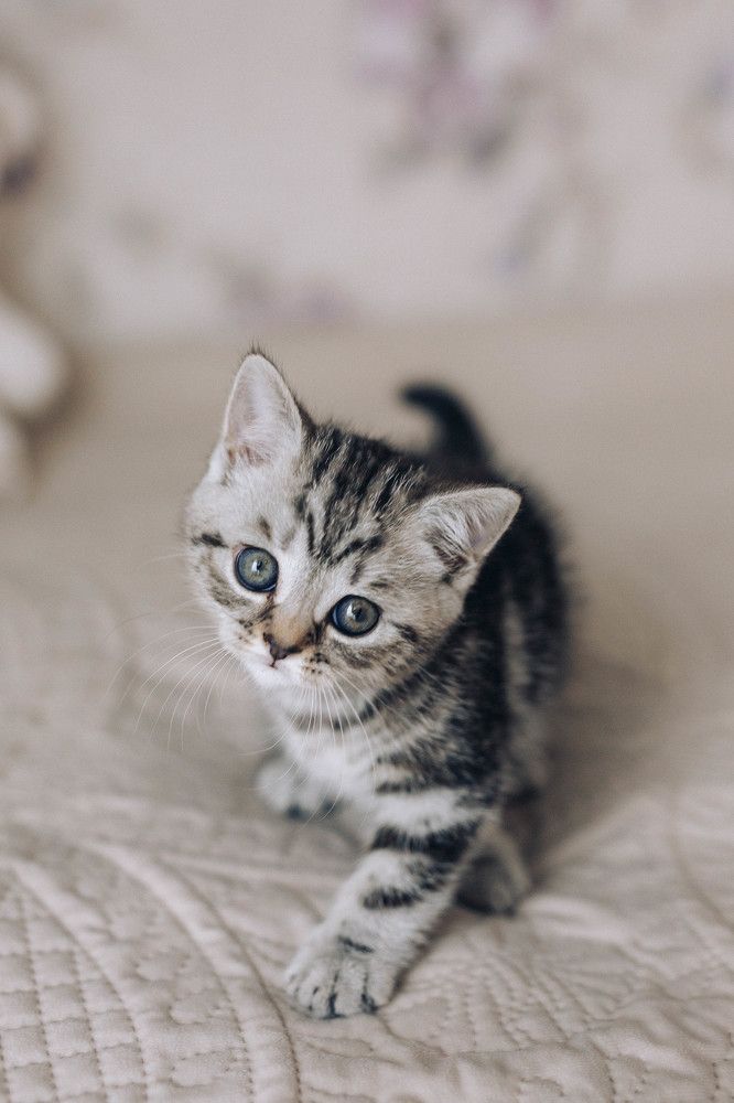 "Фотограф, я хорошо позирую?"