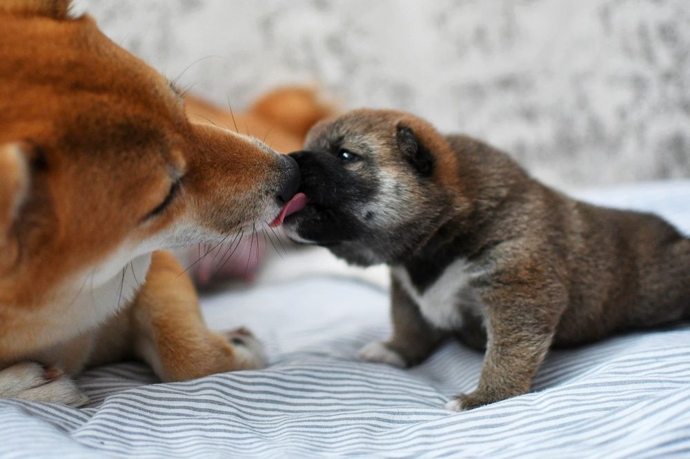 Photograph by Евгения Горшкова