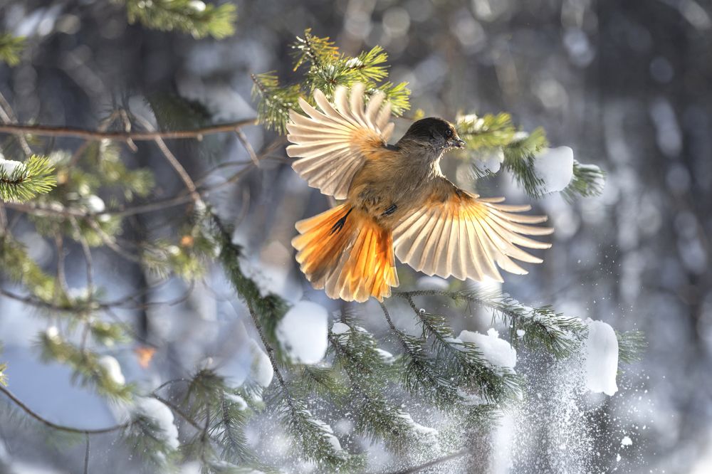 Photograph by Наталья Ермохина