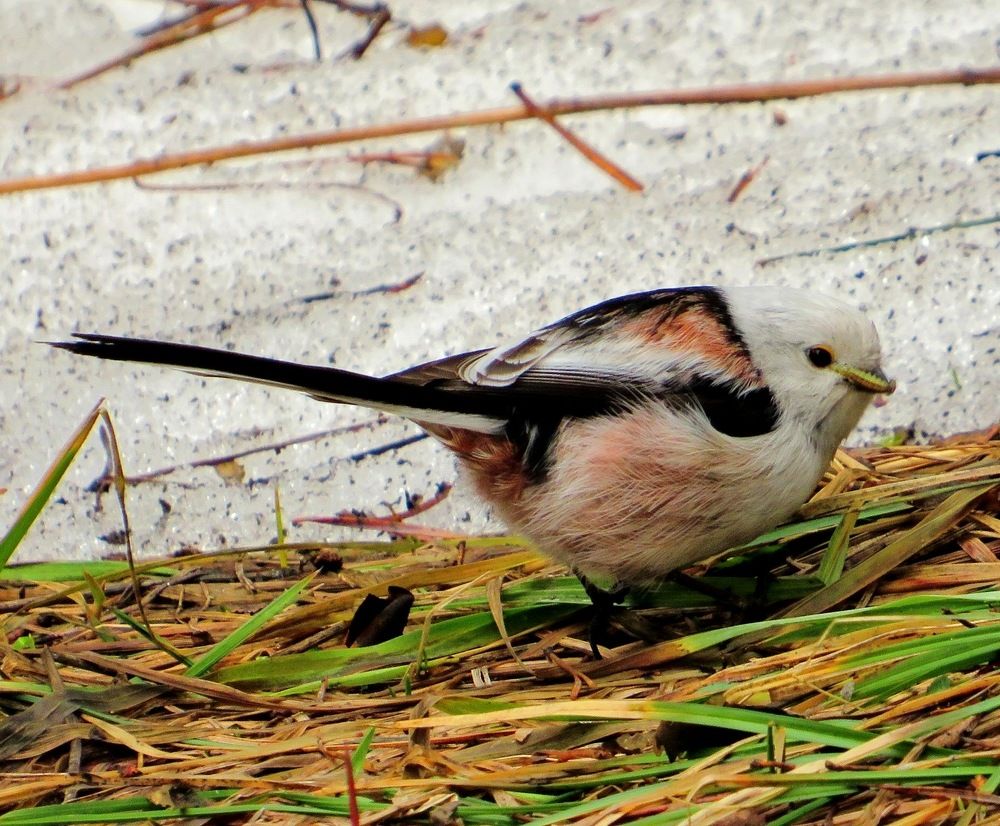 Длиннохвостая синица