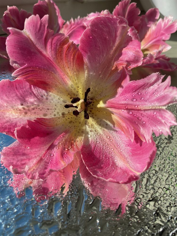 Photograph by Svetlana Karnauh Карнаух