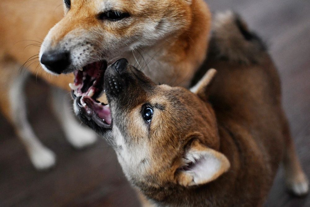 Photograph by Евгения Горшкова