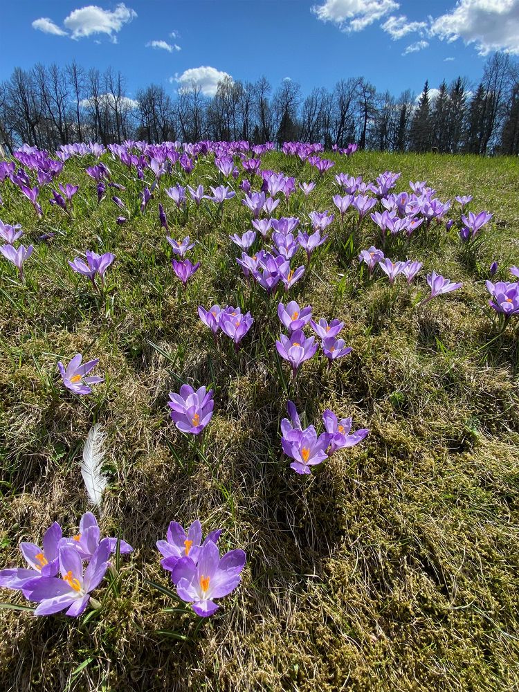 Photograph by Svetlana Karnauh Карнаух