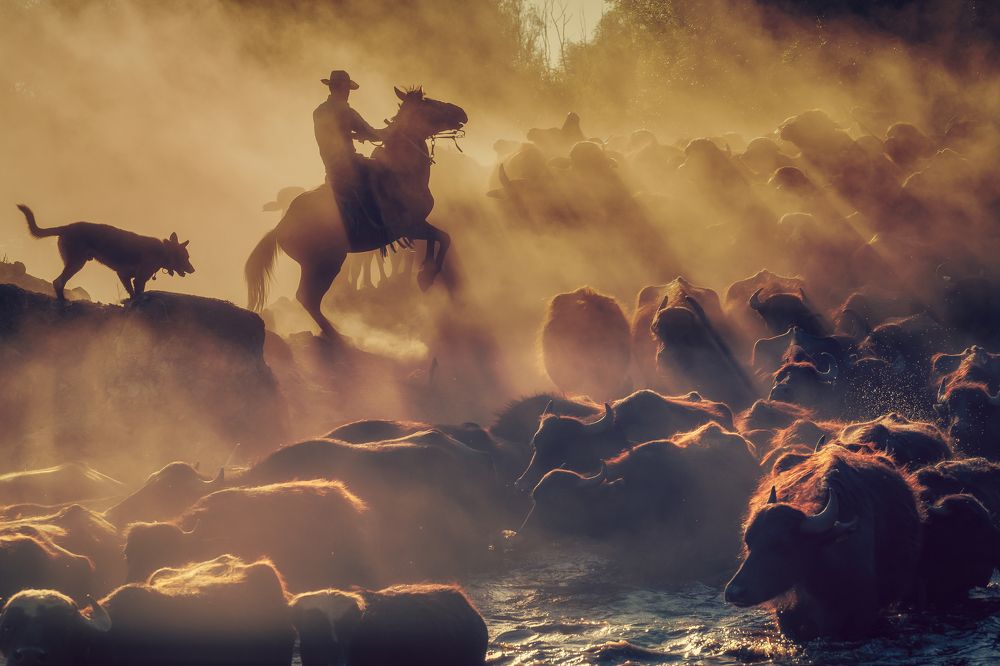 The Buffalo Shepherd