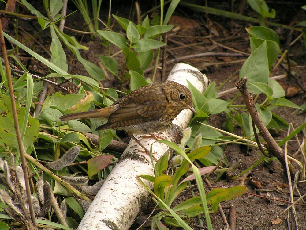 Photograph by Татьяна Носкович