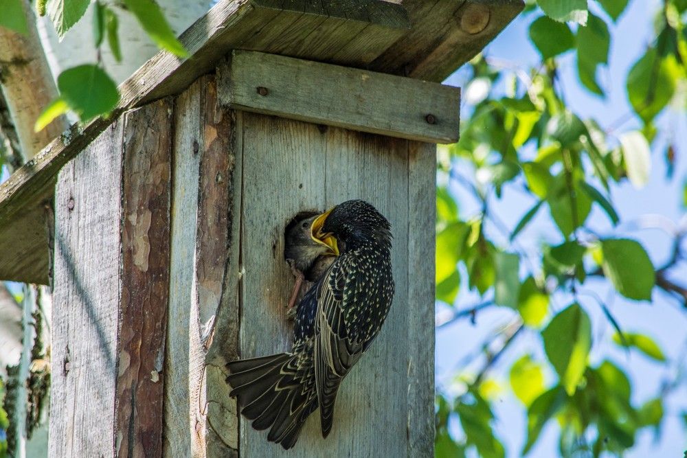 Photograph by Николай Лысцев