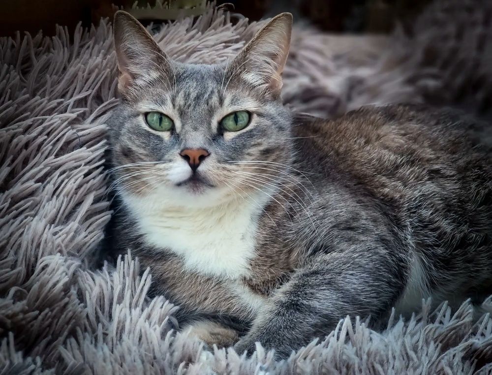 Photograph by Дина Чаица