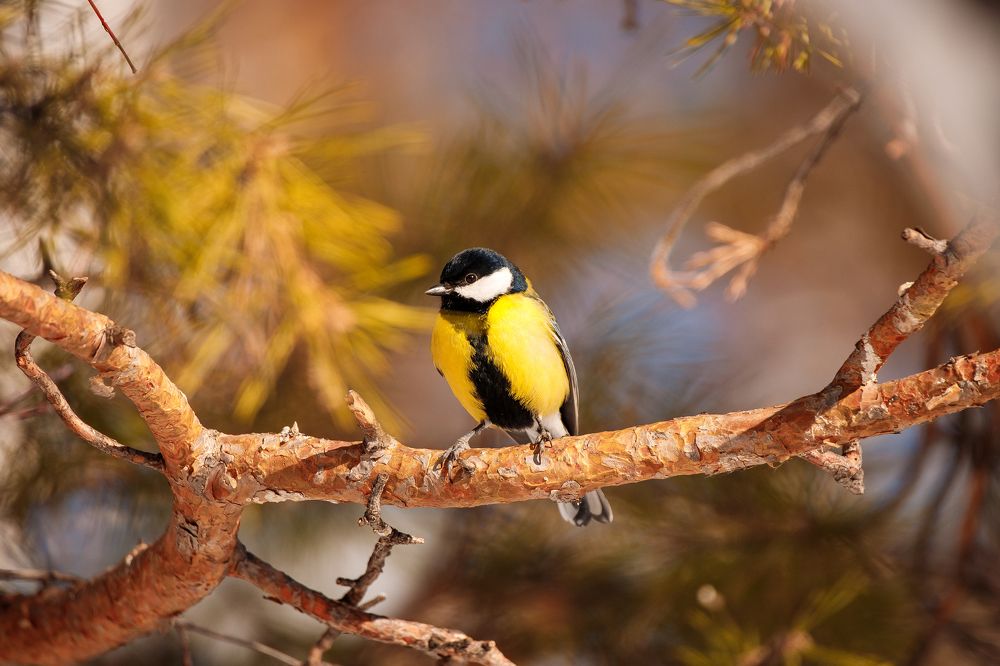 Photograph by Полина Сергеевна