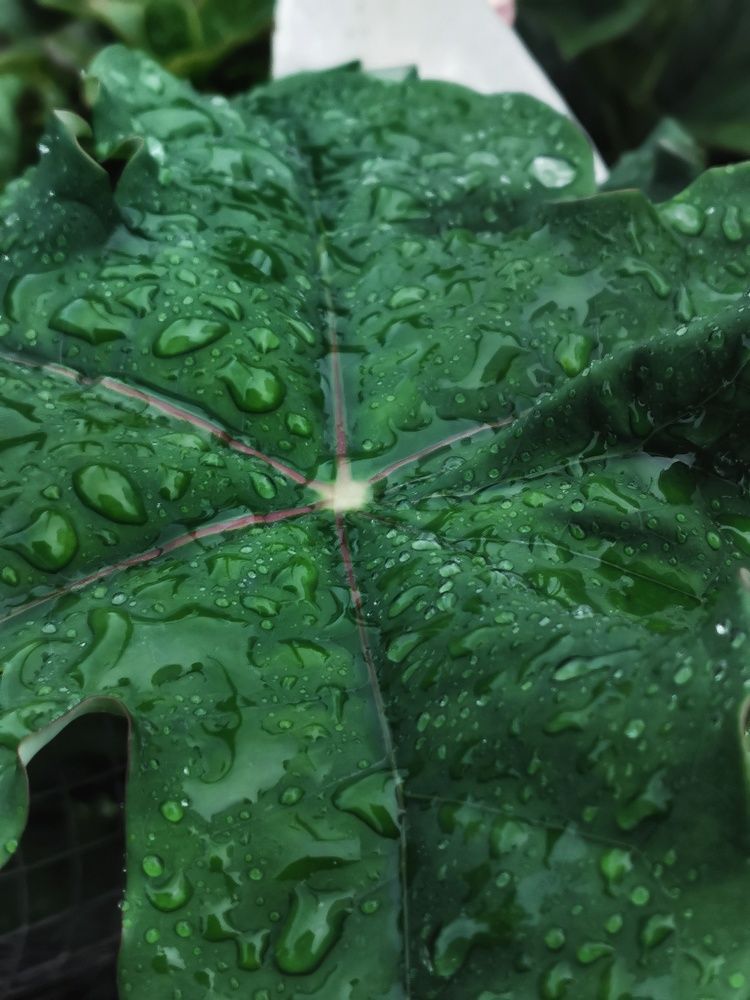 Photograph by Yae Er