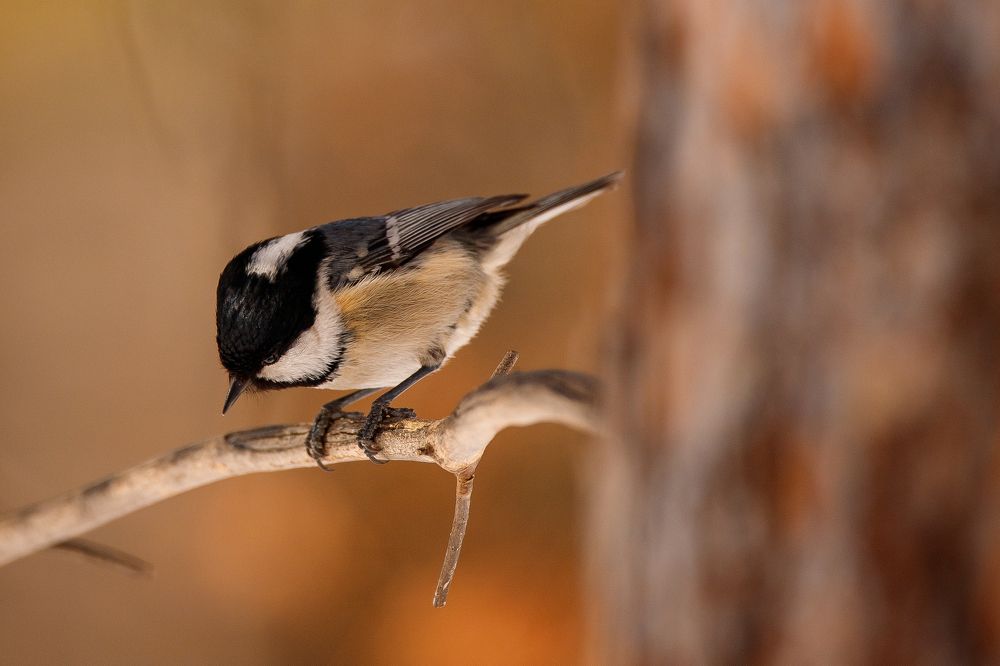Photograph by Полина Сергеевна