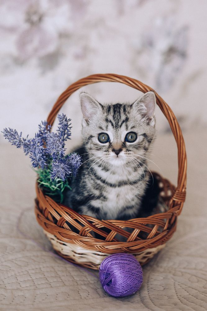 Photograph by Elena Podchishchaeva