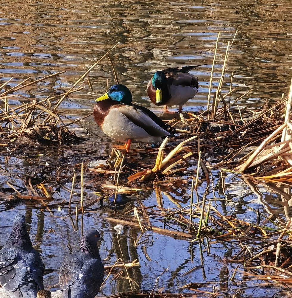 Photograph by Олика