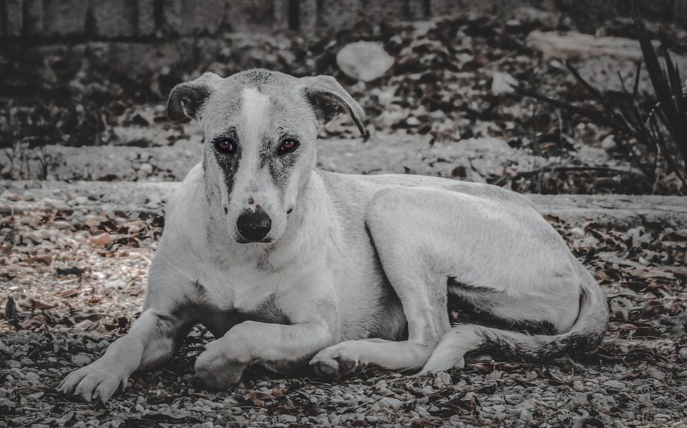 Photograph by Raesi Ayda