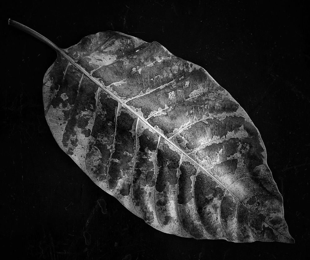 Photograph by SRIMANTA RAY