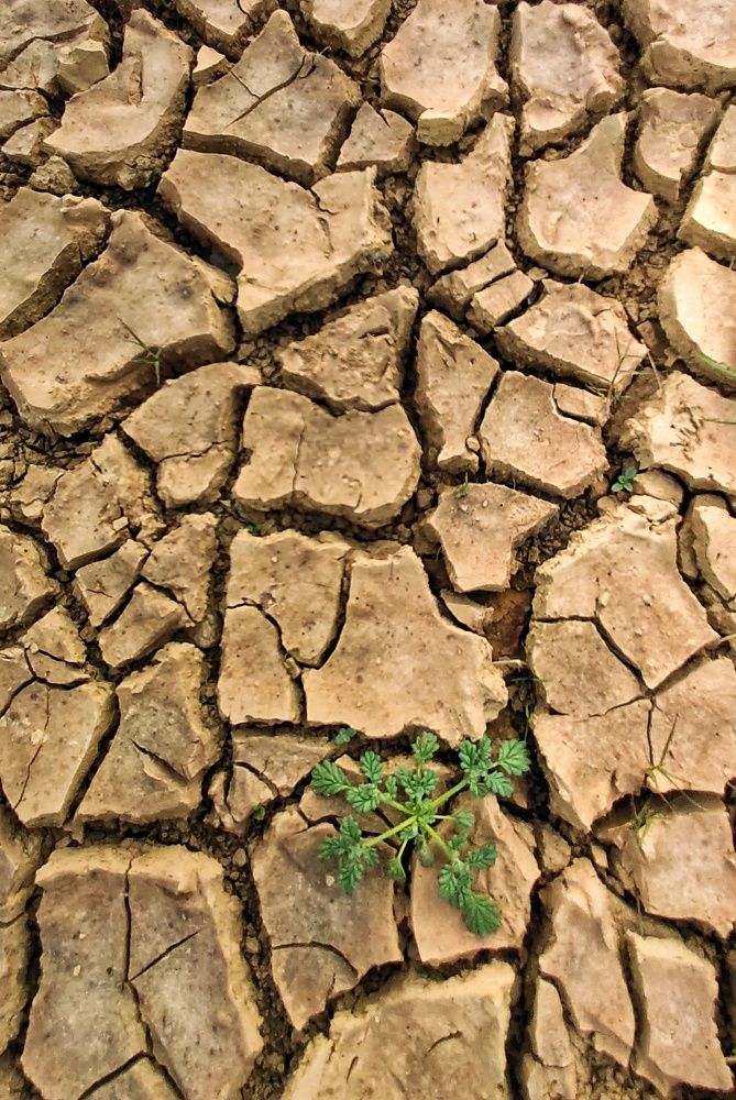 Photograph by SRIMANTA RAY