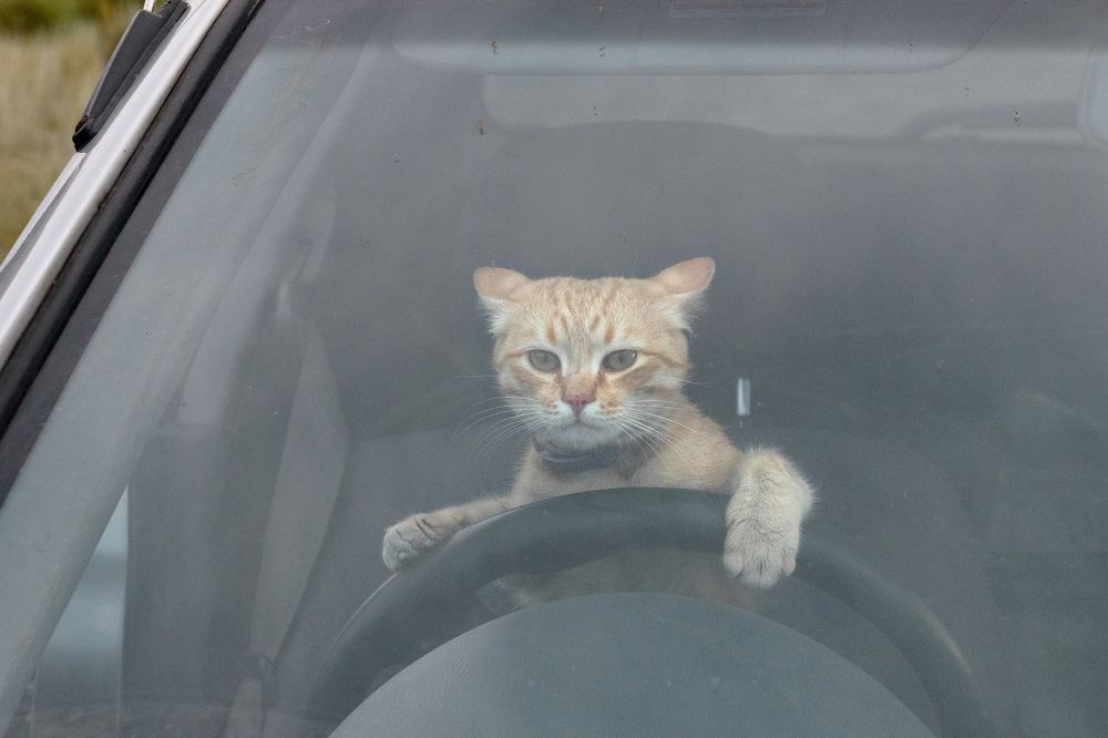 Ну что, красивая, поехали кататься...