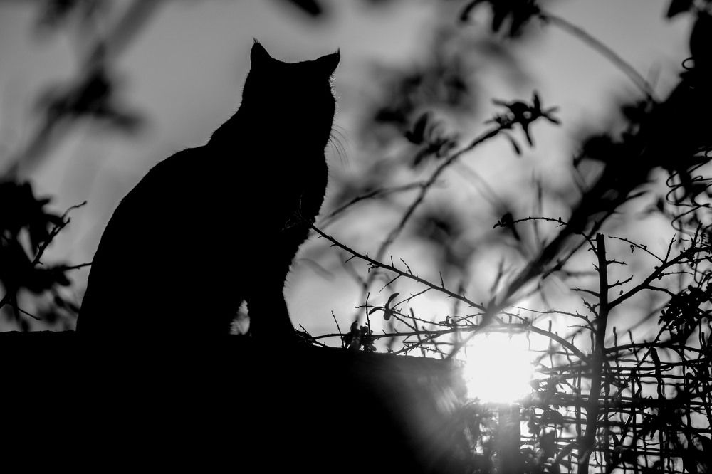 Photograph by Raesi Ayda