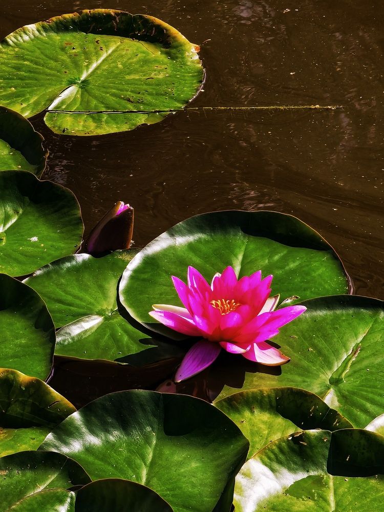 Photograph by Олика