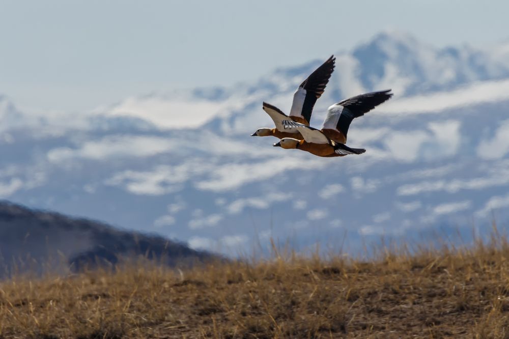 Полет огарей.